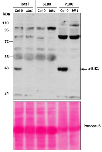 western blot using anti-BIK1 antibodies